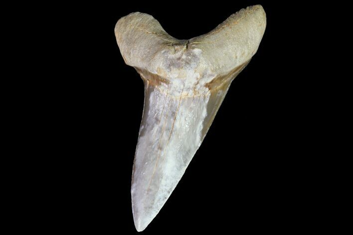 Cretaceous Cretoxyrhina Shark Tooth - Kansas #71749